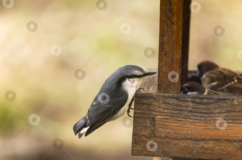 Скачать Поползень (Sitta europaea) на кормушке. И воробьи в деревянной кормушке. фотосток Ozero