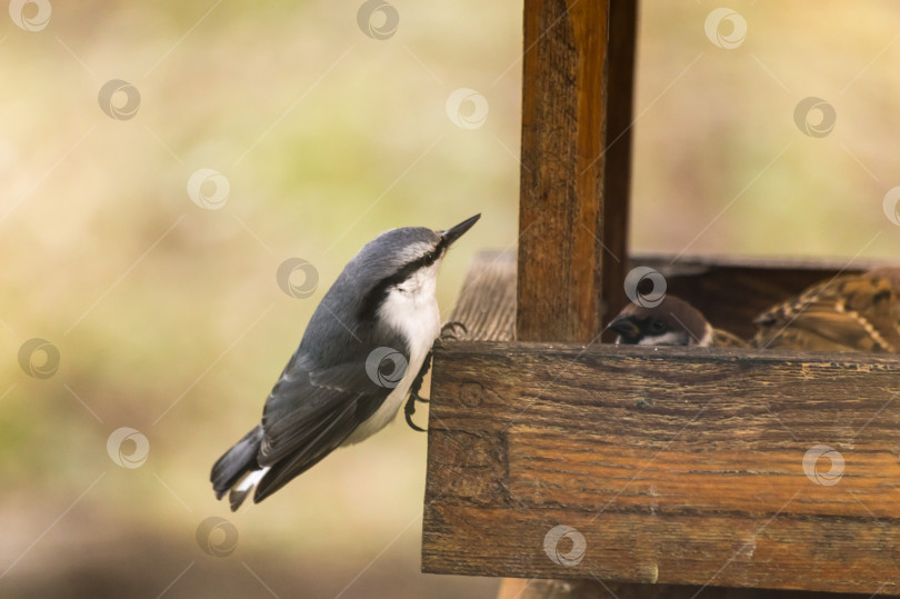 Скачать Поползень (Sitta europaea) на кормушке фотосток Ozero