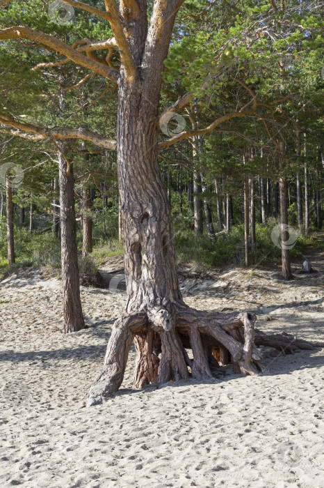 Скачать Памятник природы - гуляющие деревья. Озеро Байкал. фотосток Ozero