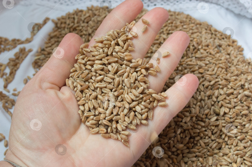 Скачать Пшеница крупным планом, зерна пшеницы, пшеница на ладони фотосток Ozero