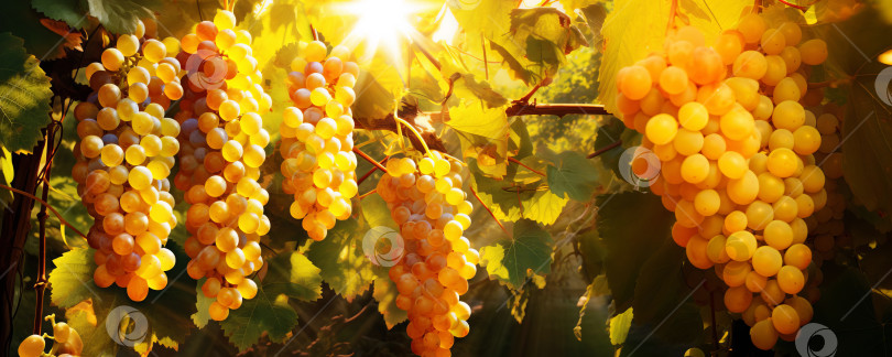 Скачать Грозди спелого винограда на виноградной лозе в лучах солнца.  Созданный искусственный интеллект. фотосток Ozero