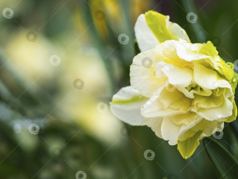 Скачать Весенний цветок многолепесткового желто-белого нарцисса в зеленом саду. Один цветок махрового нарцисса на фоне размытых зеленых листьев. Открытка с весенним цветком фотосток Ozero