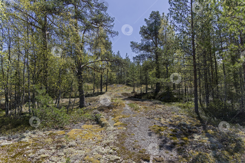 Скачать Северный лес. Карелия, Россия, июнь. фотосток Ozero