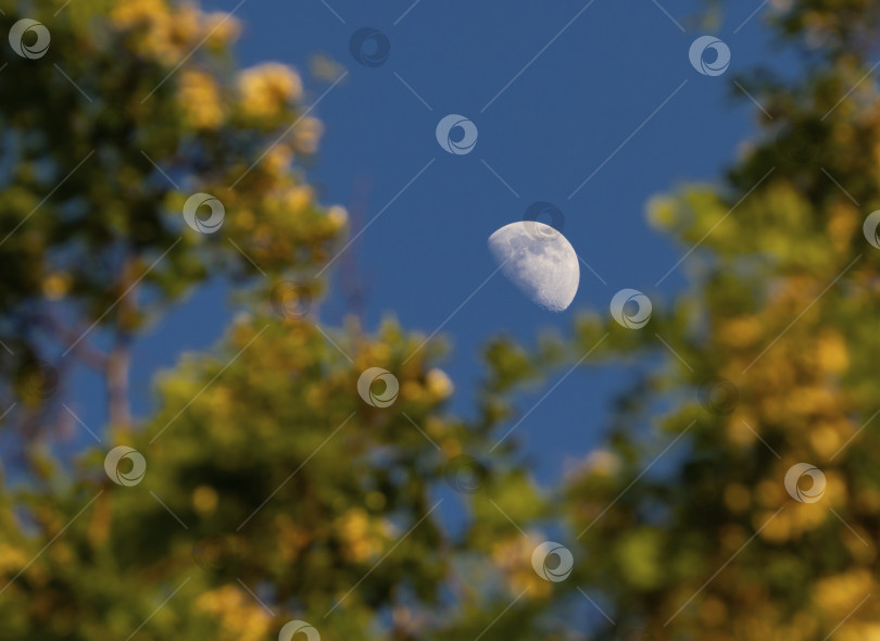 Скачать Крупный план полумесяца в вечернем небе между цветущими ветвями акации. фотосток Ozero