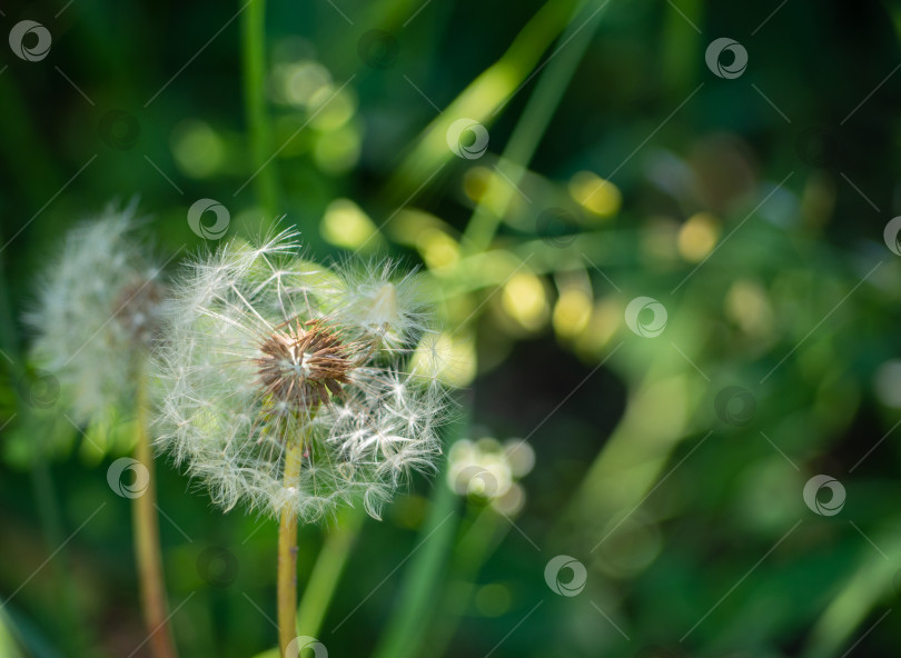 Скачать Пушистый белый одуванчик крупным планом на фоне зеленой травы с солнечными зайчиками. На красивом естественном фоне есть место для текста. фотосток Ozero