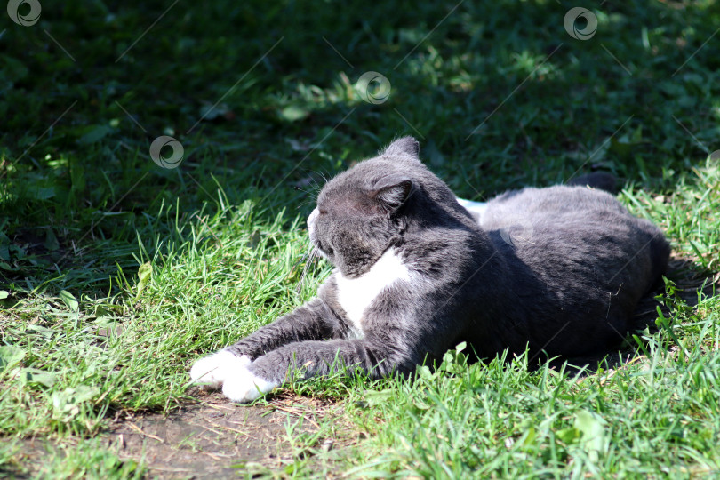Скачать Серый кот с вытянутыми передними лапами лежит на траве фотосток Ozero