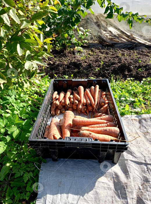 Скачать Спелая морковь в ящике в огороде фотосток Ozero