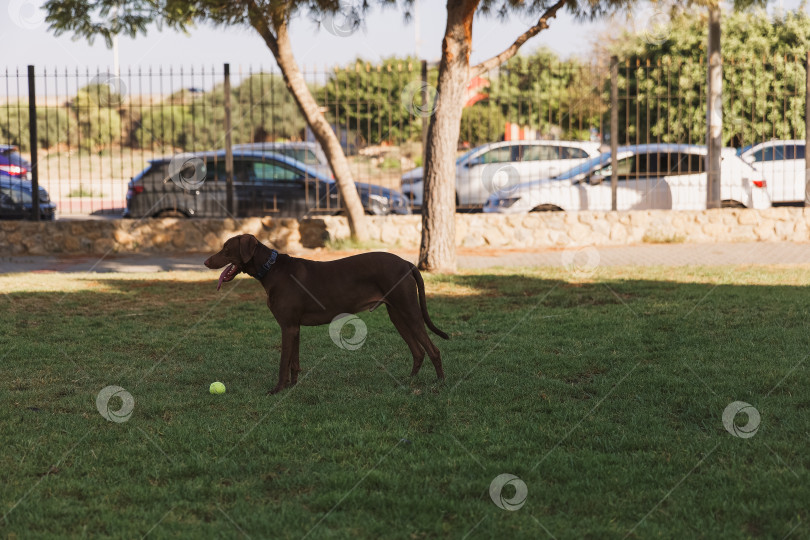 Скачать Собака доберман играет с мячом на прогулке в парке фотосток Ozero