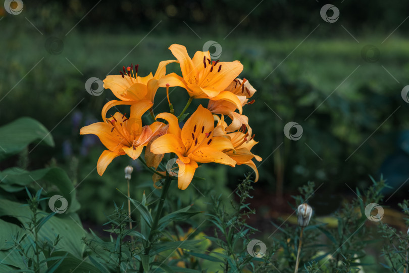 Скачать цветы оранжевой лилии на сумеречном естественном фоне фотосток Ozero