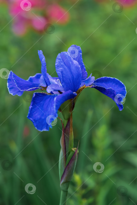 Скачать цветок голубого ириса крупным планом на размытом естественном фоне фотосток Ozero