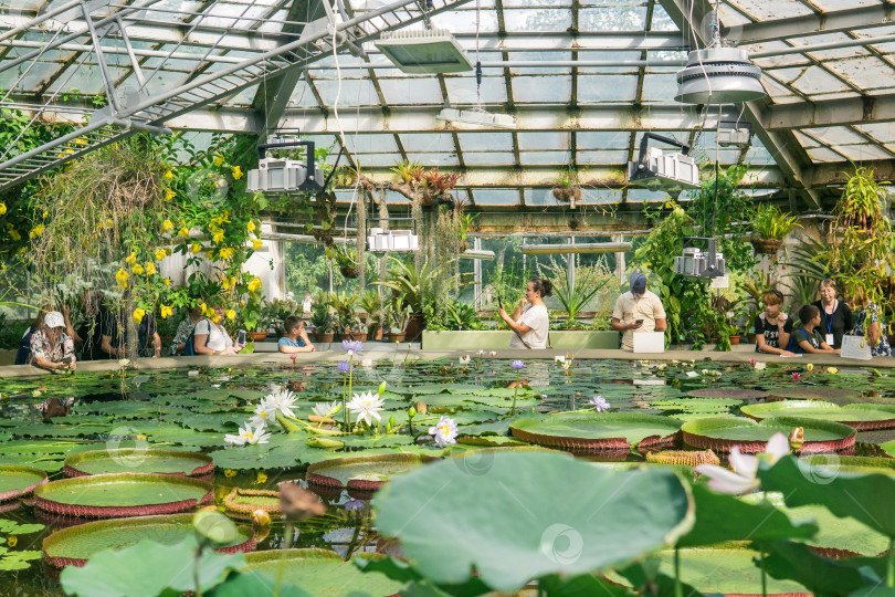 Скачать люди любуются цветением водных растений в большой оранжерее Санкт-Петербургского ботанического сада фотосток Ozero