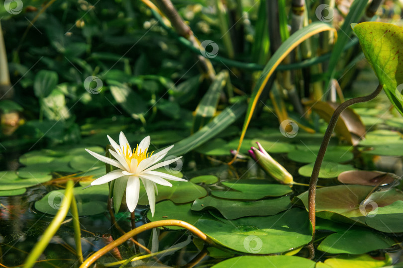 Скачать белая водяная лилия цветет среди водных растений фотосток Ozero