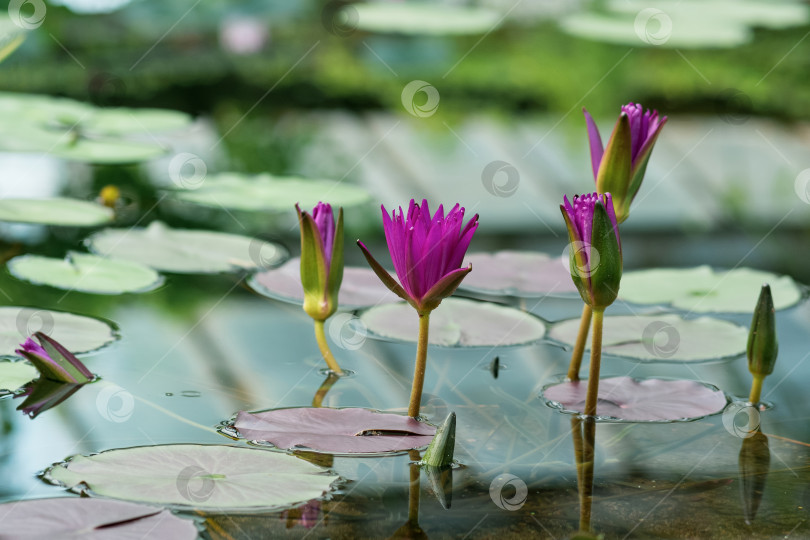 Скачать экзотические фиолетовые кувшинки цветут в воде крупным планом фотосток Ozero
