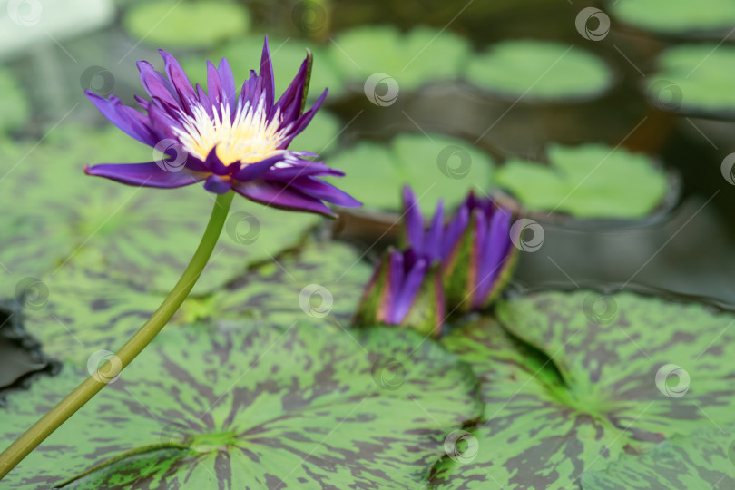 Скачать фиолетовые бутоны и распускающийся цветок тропической водяной лилии фотосток Ozero