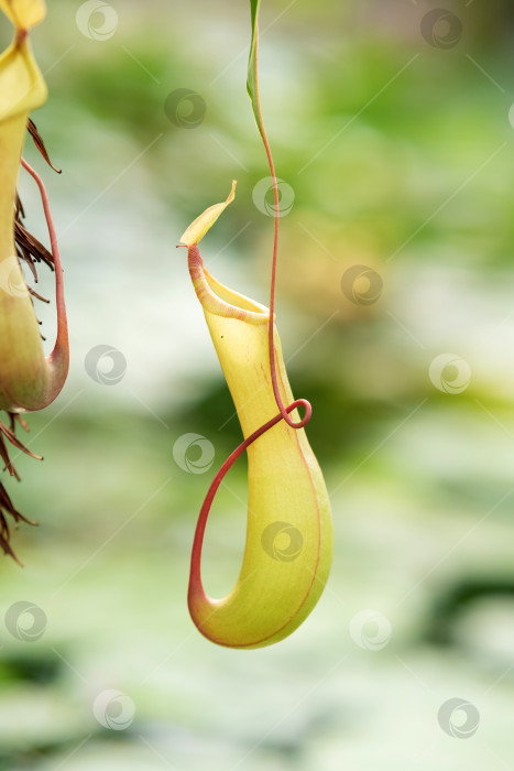 Скачать ловчий кувшин из плотоядного тропического растения nepenthes фотосток Ozero