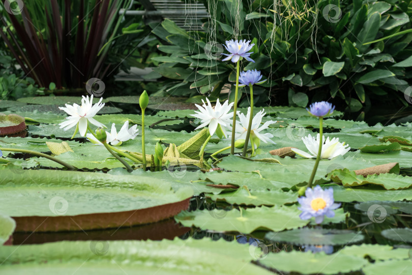 Скачать коллекция цветущих кувшинок в экспозиции ботанического сада фотосток Ozero