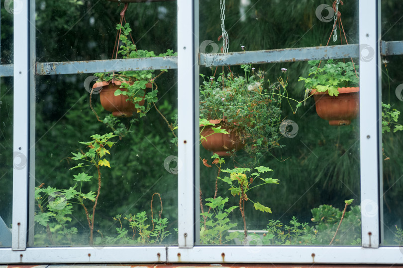 Скачать фрагмент стеклянной стены оранжереи для тропических цветов, вид снаружи фотосток Ozero