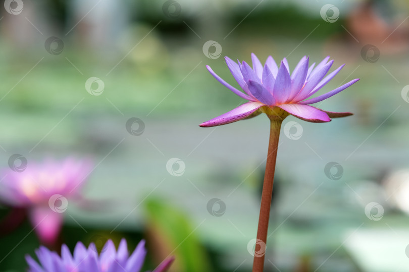 Скачать красивые цветы голубой водяной лилии, также называемой голубым лотосом, крупным планом фотосток Ozero