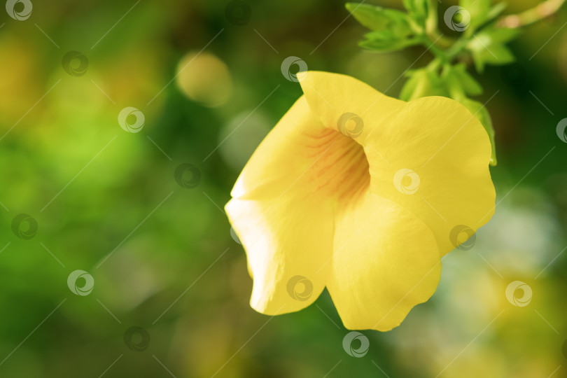 Скачать большой желтый цветок тропического растения алламанда на размытом естественном фоне фотосток Ozero