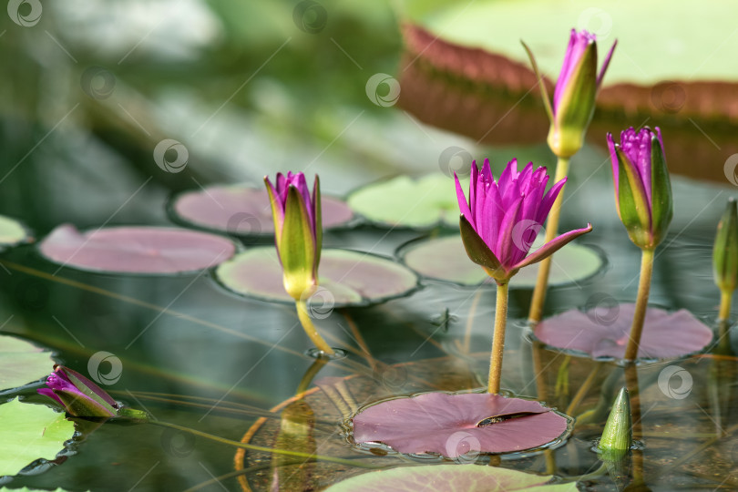 Скачать фиолетовые бутоны тропической водяной лилии только начинают раскрываться перед цветением фотосток Ozero
