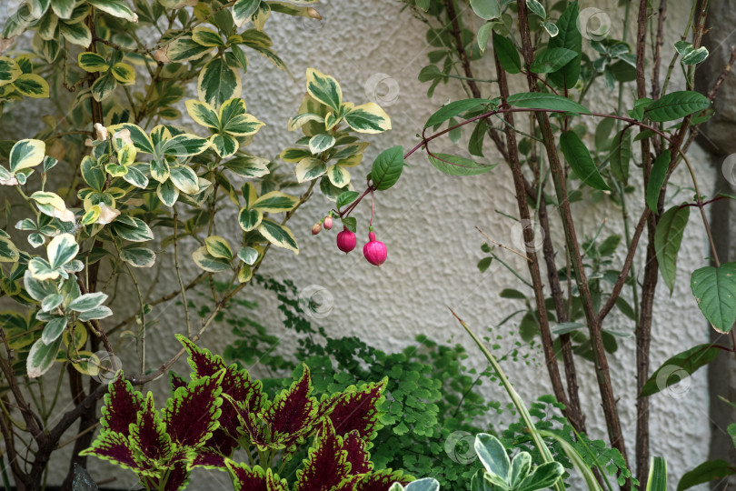 Скачать декоративные растения в ландшафтном дизайне на фоне белой стены фотосток Ozero