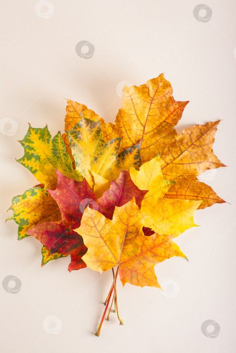 Скачать Атмосферный красивый букет из разноцветных осенних кленовых листьев на бежевой столешнице и вертикальном виде фотосток Ozero