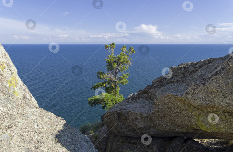 Скачать Маленькая сосенка на высоком скалистом берегу. Озеро Байкал. фотосток Ozero