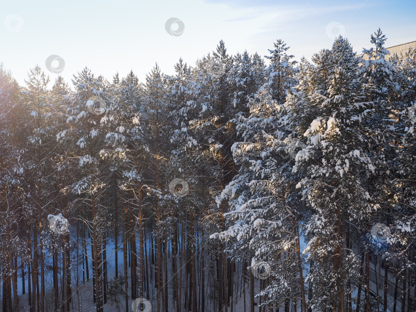 Скачать Солнечный день в заснеженном сосновом лесу фотосток Ozero