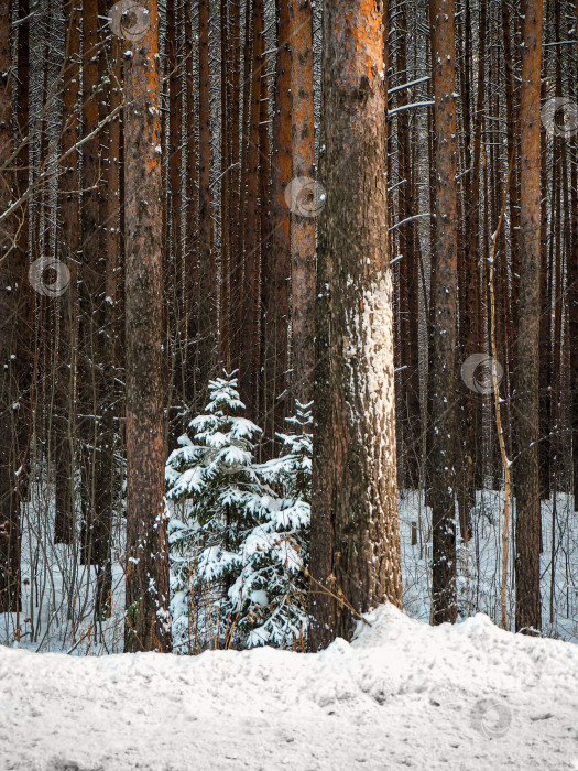 Скачать Маленькая рождественская елка растет в высоком сосновом лесу. Зимний хвойный лес в снегу фотосток Ozero