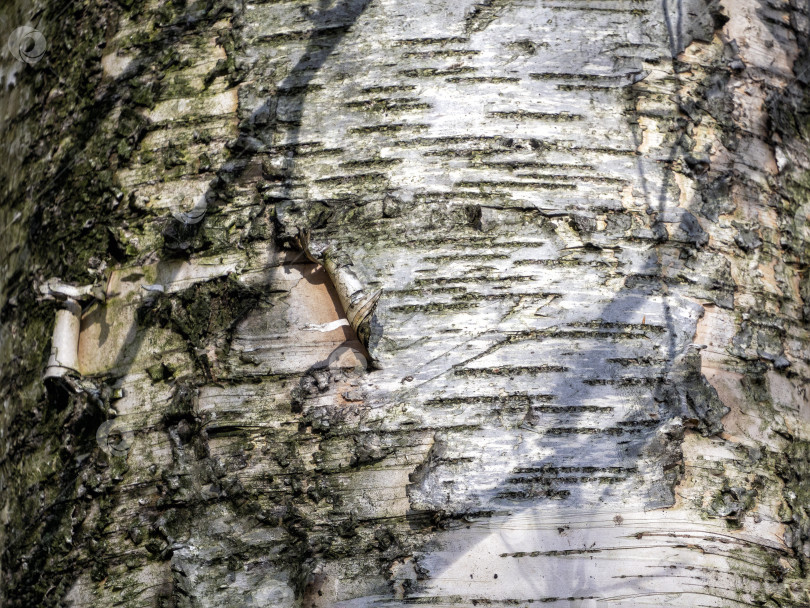 Скачать Деревянный фон с параллельными линиями на бересте фотосток Ozero