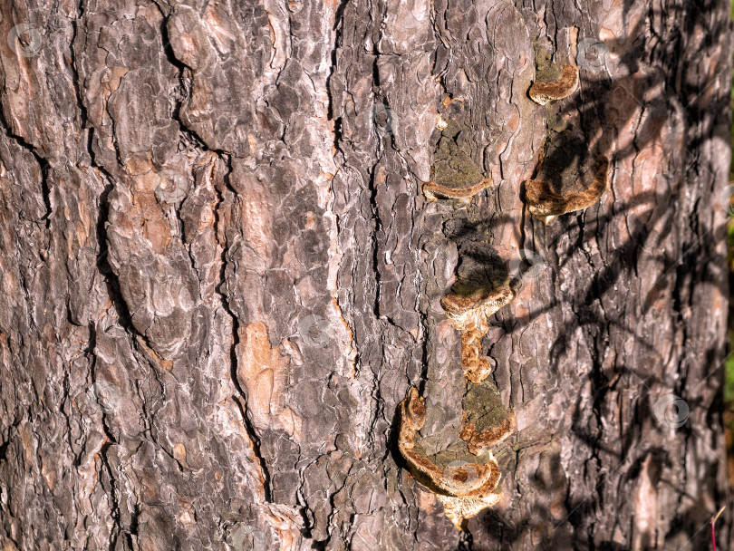 Скачать Древесные грибы растут на поверхности сосновой коры, освещенной заходящим солнцем фотосток Ozero