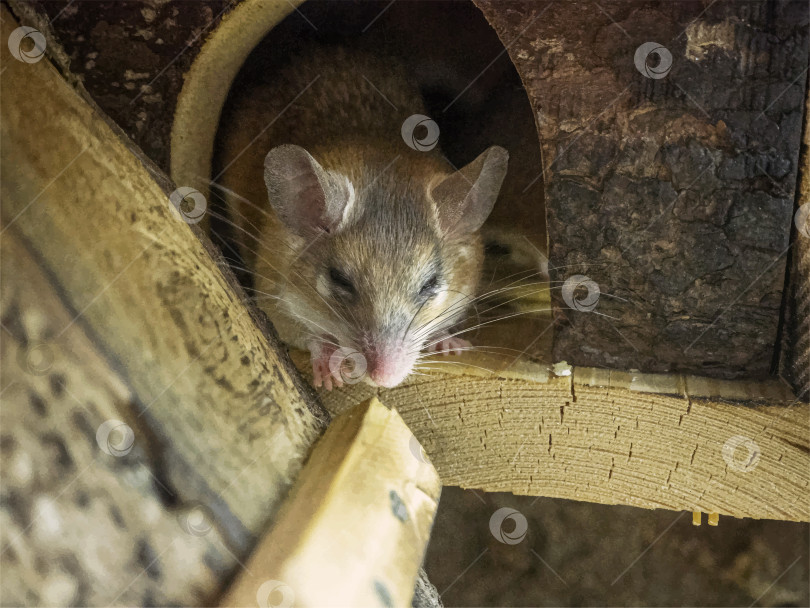 Скачать Маленькая мышка с большими усами спит в маленьком деревянном домике фотосток Ozero
