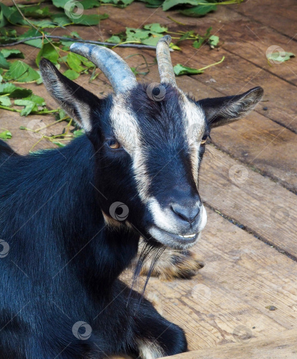 Скачать Черная коза с белыми полосками на морде лежит на дощатом полу сарая фотосток Ozero