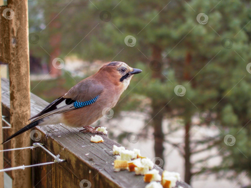 Скачать Сойка на фоне хвойного леса фотосток Ozero