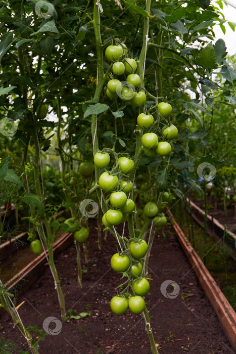 Скачать Выращивание молодых зеленых помидоров в теплице. Органическое земледелие. фотосток Ozero
