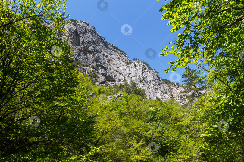 Скачать Вид на горный хребет из леса. фотосток Ozero