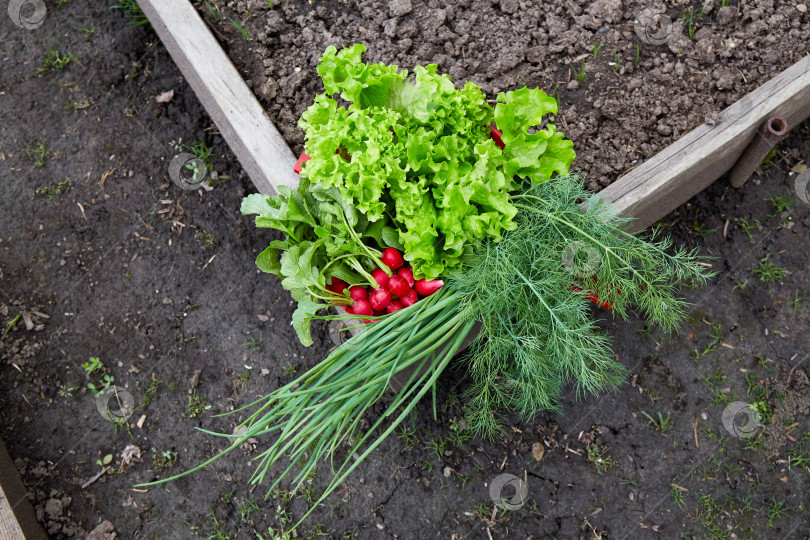 Скачать Первый урожай на домашнем огороде: листья салата, редис, лук, укроп. фотосток Ozero