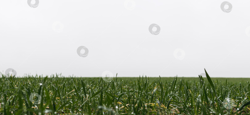 Скачать Маленькие ростки злакового растения в поле фотосток Ozero
