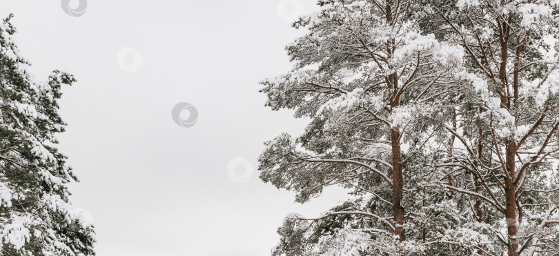 Скачать Деревья, покрытые снегом фотосток Ozero