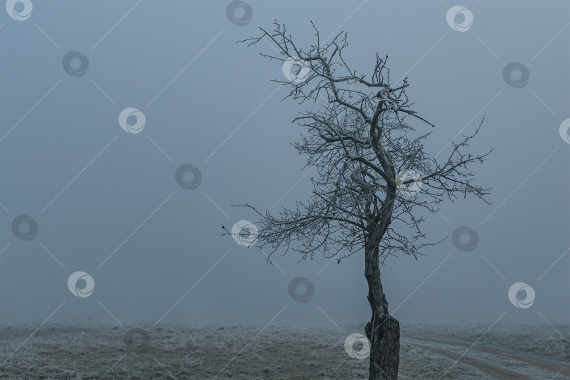 Скачать Замерзшее дерево зимой фотосток Ozero