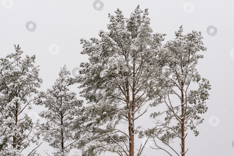 Скачать Деревья, покрытые снегом фотосток Ozero