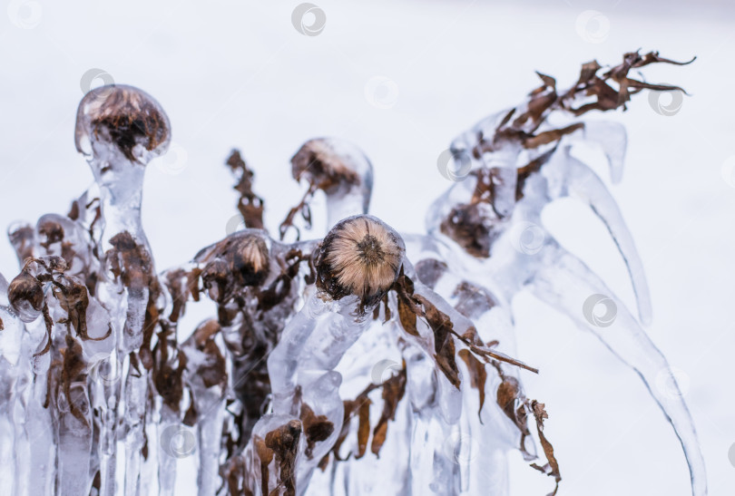 Скачать Сухое растение, замороженное во льду фотосток Ozero