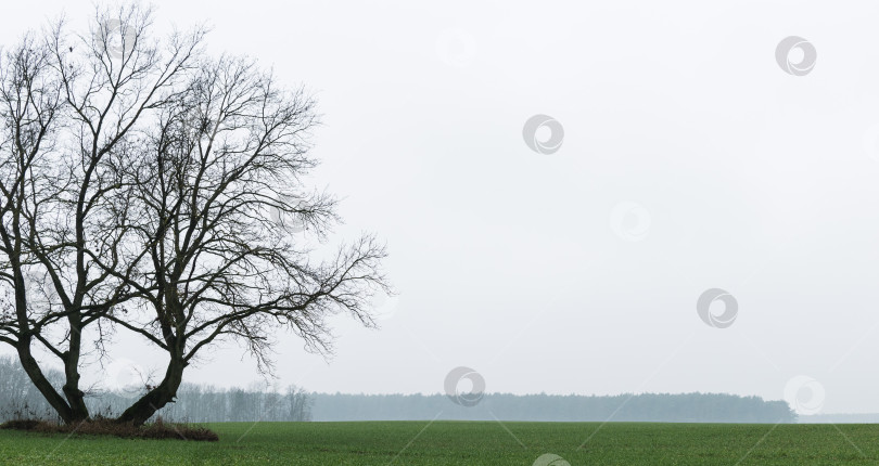 Скачать Одинокое дерево без листьев в поле фотосток Ozero