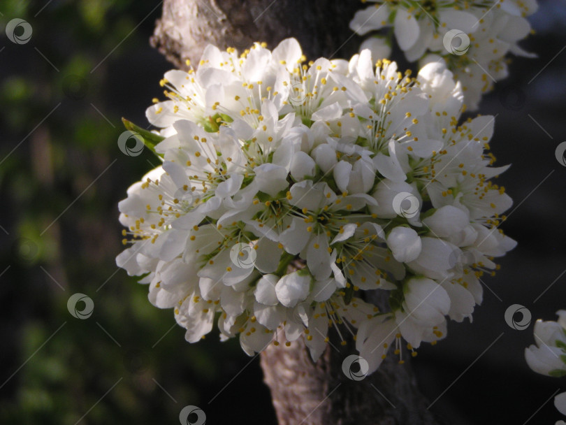 Скачать цветы сливы фотосток Ozero