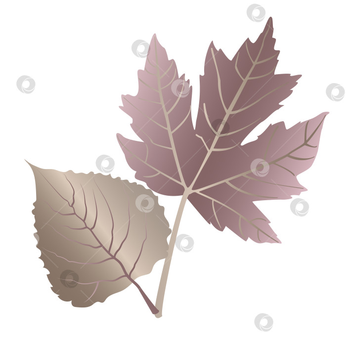 Скачать Осенние листья клена и грецкого ореха с детализированными прожилками, прожилки листьев необычного металлического цвета на белом фоне. фотосток Ozero