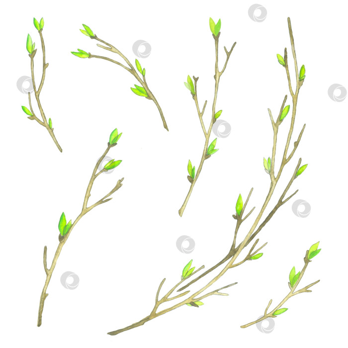 Скачать Акварельные весенние веточки с молодыми листочками на белом фоне. фотосток Ozero