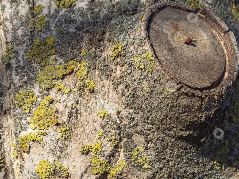 Скачать Текстурированный фон ствола орехового дерева, покрытого мхом, лишайником, грибком, и старой спиленной разросшейся ветки. На дереве в месте среза росли маленькие красные грибочки. Естественный природный фон фотосток Ozero