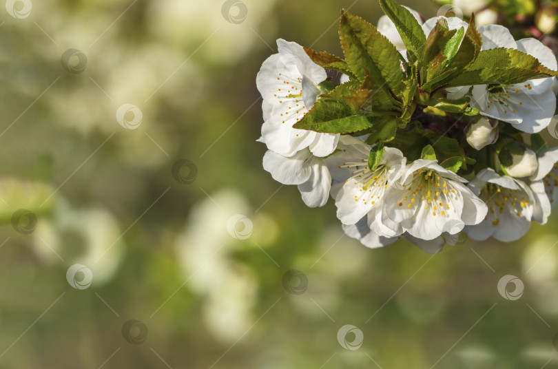 Скачать Белые цветы цветущей вишни весной на естественном зеленом фоне. Весеннее цветение, абстрактный весенний фон. Баннер. Вишня цветет весной. Красивые белые распускающиеся цветы фотосток Ozero