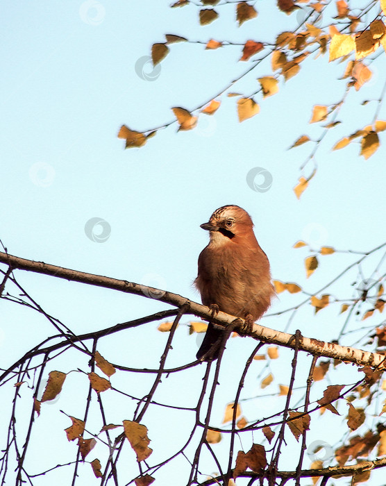 Скачать Птица сидит на ветке и оглядывается по сторонам. Окрас сойки сливается с цветом листвы фотосток Ozero