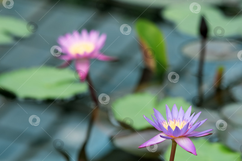 Скачать красивые цветы экзотических кувшинок, растущих в теплице, частично размытый фон фотосток Ozero